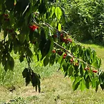 Exklusive - Direkt Am Waldrand - Grosser Garten Kompett Umzaeunt - Hunde Willkommen - 2 Private Stellplaetze Lejlighed