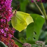 Exklusive - Direkt Am Waldrand - Grosser Garten Kompett Umzaeunt - Hunde Willkommen - 2 Private Stellplaetze Lejlighed *