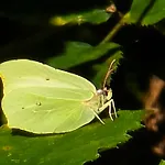 Exklusive - Direkt Am Waldrand - Grosser Garten Kompett Umzaeunt - Hunde Willkommen - 2 Private Stellplaetze