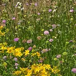 Lejlighed Exklusive - Direkt Am Waldrand - Grosser Garten Kompett Umzaeunt - Hunde Willkommen - 2 Private Stellplaetze Bad Salzschlirf