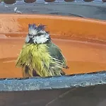 Lejlighed Exklusive - Direkt Am Waldrand - Grosser Garten Kompett Umzaeunt - Hunde Willkommen - 2 Private Stellplaetze