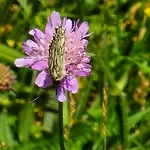 Exklusive - Direkt Am Waldrand - Grosser Garten Kompett Umzaeunt - Hunde Willkommen - 2 Private Stellplaetze * Bad Salzschlirf