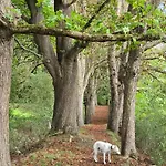 Lejlighed Exklusive - Direkt Am Waldrand - Grosser Garten Kompett Umzaeunt - Hunde Willkommen - 2 Private Stellplaetze