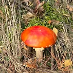 Exklusive - Direkt Am Waldrand - Grosser Garten Kompett Umzaeunt - Hunde Willkommen - 2 Private Stellplaetze Lejlighed *