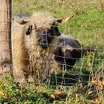 Exklusive - Direkt Am Waldrand - Grosser Garten Kompett Umzaeunt - Hunde Willkommen - 2 Private Stellplaetze Lejlighed *