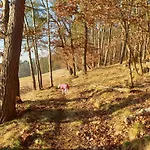 Exklusive - Direkt Am Waldrand - Grosser Garten Kompett Umzaeunt - Hunde Willkommen - 2 Private Stellplaetze