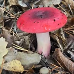 Lejlighed Exklusive - Direkt Am Waldrand - Grosser Garten Kompett Umzaeunt - Hunde Willkommen - 2 Private Stellplaetze Bad Salzschlirf