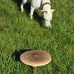 Exklusive - Direkt Am Waldrand - Grosser Garten Kompett Umzaeunt - Hunde Willkommen - 2 Private Stellplaetze Bad Salzschlirf