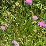 Exklusive - Direkt Am Waldrand - Grosser Garten Kompett Umzaeunt - Hunde Willkommen - 2 Private Stellplaetze