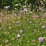 Exklusive - Direkt Am Waldrand - Grosser Garten Kompett Umzaeunt - Hunde Willkommen - 2 Private Stellplaetze Lejlighed