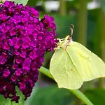 Exklusive - Direkt Am Waldrand - Grosser Garten Kompett Umzaeunt - Hunde Willkommen - 2 Private Stellplaetze Bad Salzschlirf