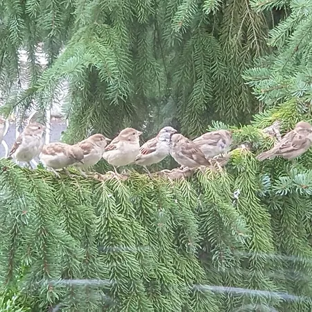 Apartment Exklusive - Direkt Am Waldrand - Grosser Garten Kompett Umzaeunt - Hunde Willkommen - 2 Private Stellplaetze *