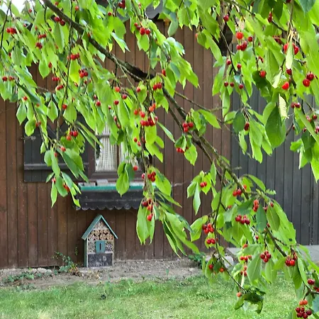 Apartment Exklusive - Direkt Am Waldrand - Grosser Garten Kompett Umzaeunt - Hunde Willkommen - 2 Private Stellplaetze Bad Salzschlirf