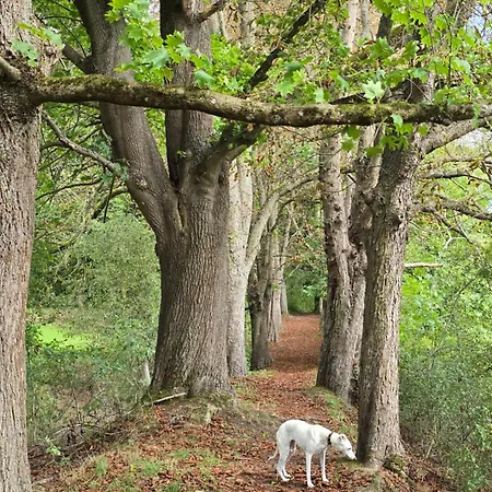 Apartment Exklusive - Direkt Am Waldrand - Grosser Garten Kompett Umzaeunt - Hunde Willkommen - 2 Private Stellplaetze