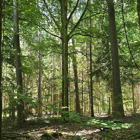 Apartment Exklusive - Direkt Am Waldrand - Grosser Garten Kompett Umzaeunt - Hunde Willkommen - 2 Private Stellplaetze *