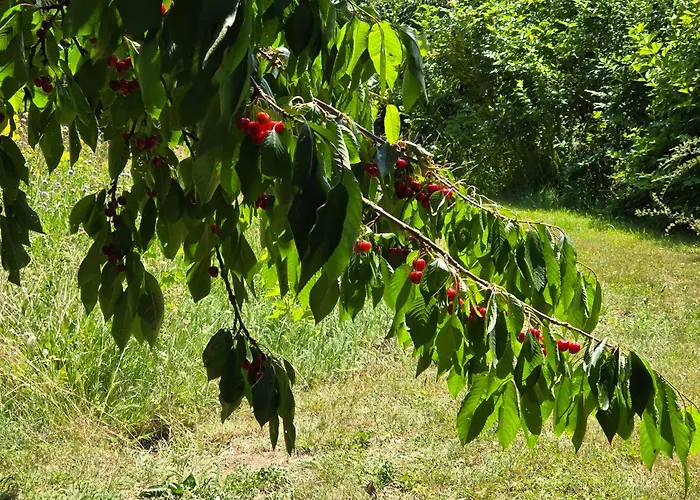 Exklusive - Direkt Am Waldrand - Grosser Garten Kompett Umzaeunt - Hunde Willkommen - 2 Private Stellplaetze Apartment