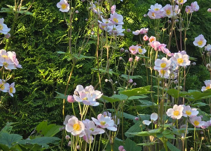 Exklusive - Direkt Am Waldrand - Grosser Garten Kompett Umzaeunt - Hunde Willkommen - 2 Private Stellplaetze * Bad Salzschlirf