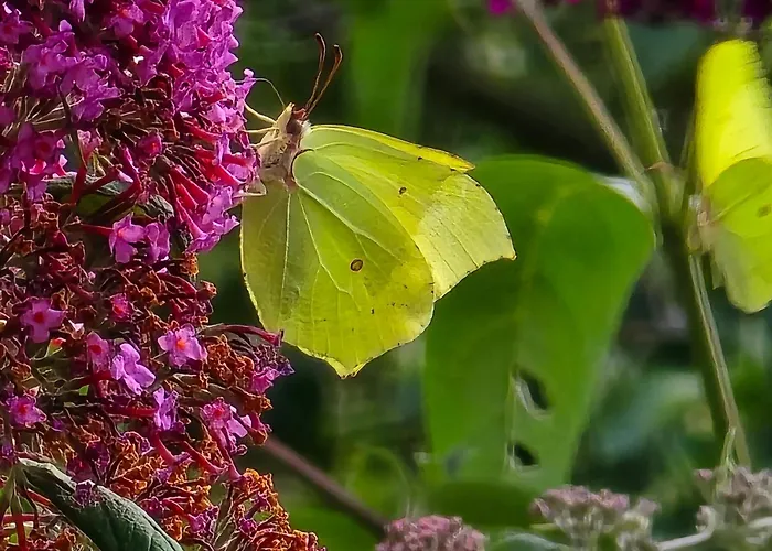 Exklusive - Direkt Am Waldrand - Grosser Garten Kompett Umzaeunt - Hunde Willkommen - 2 Private Stellplaetze Apartment *