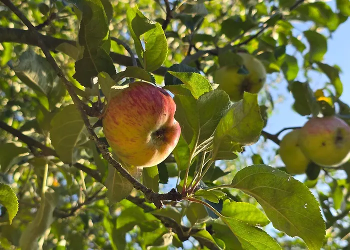 Exklusive - Direkt Am Waldrand - Grosser Garten Kompett Umzaeunt - Hunde Willkommen - 2 Private Stellplaetze