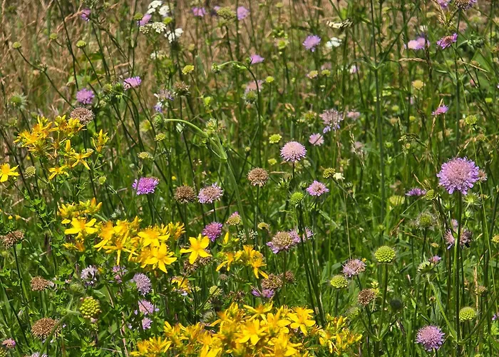 Apartment Exklusive - Direkt Am Waldrand - Grosser Garten Kompett Umzaeunt - Hunde Willkommen - 2 Private Stellplaetze Bad Salzschlirf