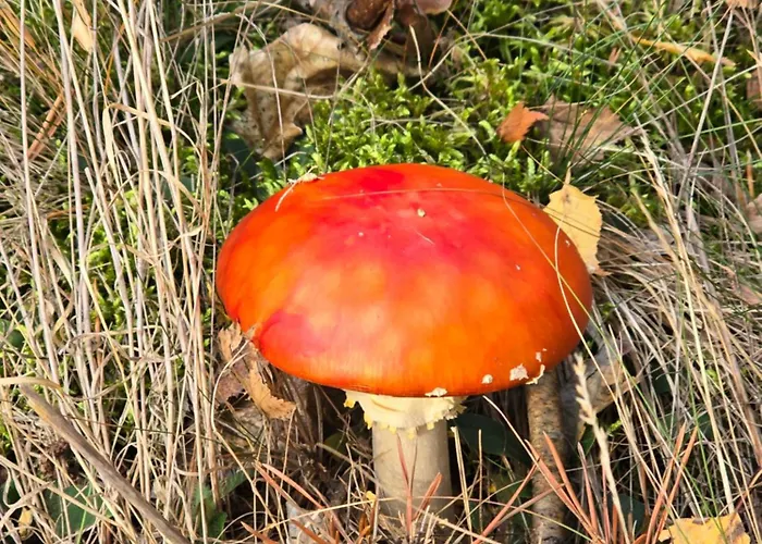 Exklusive - Direkt Am Waldrand - Grosser Garten Kompett Umzaeunt - Hunde Willkommen - 2 Private Stellplaetze Apartment *