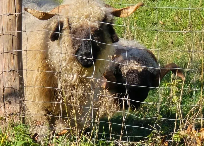 Exklusive - Direkt Am Waldrand - Grosser Garten Kompett Umzaeunt - Hunde Willkommen - 2 Private Stellplaetze Apartment *
