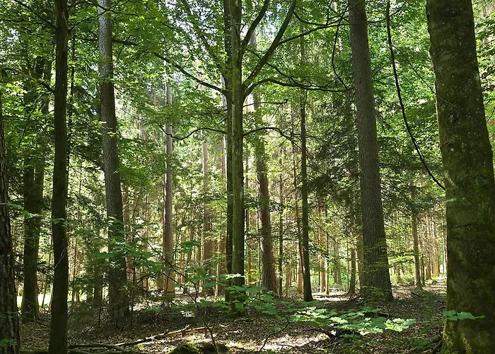 Apartment Exklusive - Direkt Am Waldrand - Grosser Garten Kompett Umzaeunt - Hunde Willkommen - 2 Private Stellplaetze *