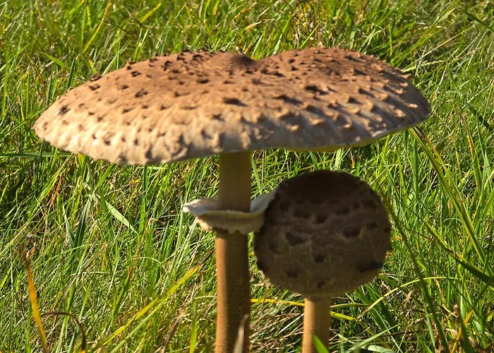 Exklusive - Direkt Am Waldrand - Grosser Garten Kompett Umzaeunt - Hunde Willkommen - 2 Private Stellplaetze * Bad Salzschlirf