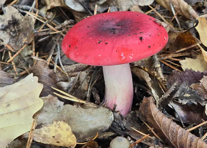 Apartment Exklusive - Direkt Am Waldrand - Grosser Garten Kompett Umzaeunt - Hunde Willkommen - 2 Private Stellplaetze Bad Salzschlirf