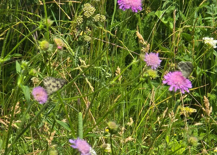 Exklusive - Direkt Am Waldrand - Grosser Garten Kompett Umzaeunt - Hunde Willkommen - 2 Private Stellplaetze