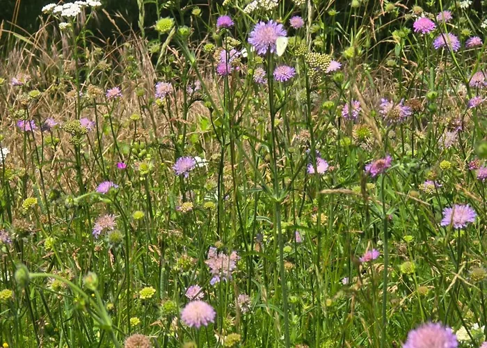 Exklusive - Direkt Am Waldrand - Grosser Garten Kompett Umzaeunt - Hunde Willkommen - 2 Private Stellplaetze Apartment