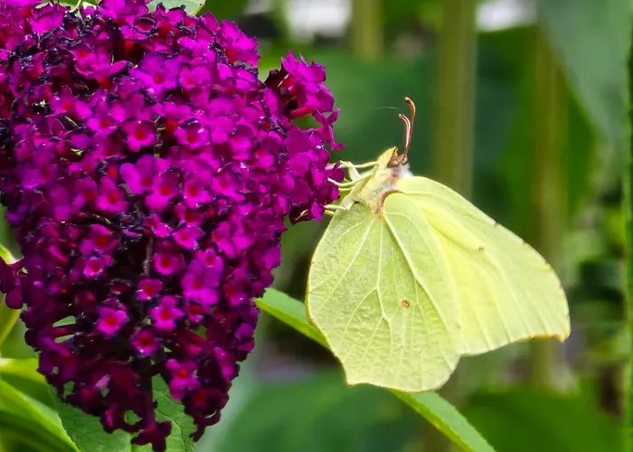 Exklusive - Direkt Am Waldrand - Grosser Garten Kompett Umzaeunt - Hunde Willkommen - 2 Private Stellplaetze Bad Salzschlirf